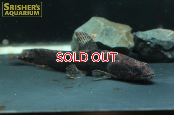 画像4: リアルタライロン "アイマラ" "アマパ" (4)