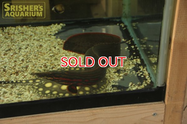 画像6: ファイヤースパイニーイール（４５ｃｍ）　 (6)