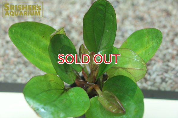 画像2: 水草 エキノドルス ”YENI” (１ポット） (2)