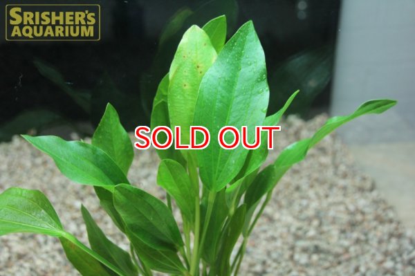 画像2: 水草 エキノドルス アルゼンチネンシス (１ポット） (2)