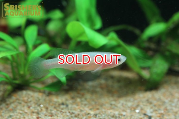 画像2: ノソブランキウス　パルムクイスティ（ペア） (2)