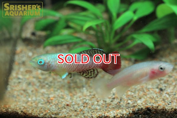 画像3: ノソブランキウス　パルムクイスティ（ペア） (3)