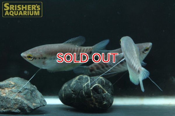 画像3: スネークスキングラミー WILD　 (3)