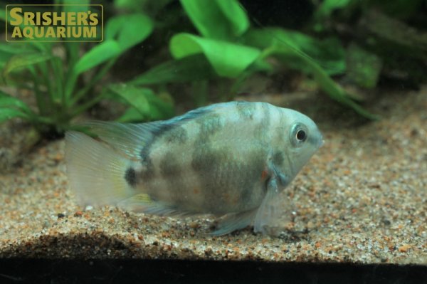 画像2: ブルータイガーパロット (2)