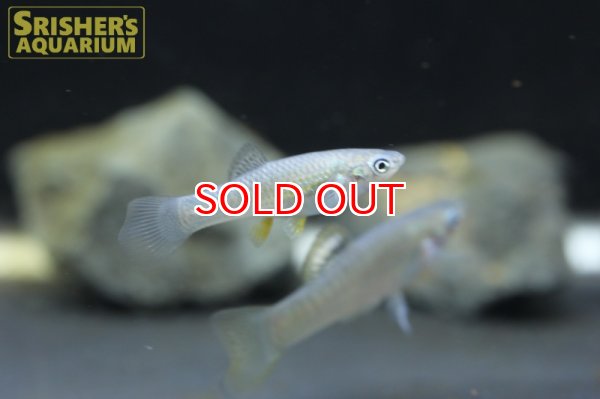 画像3: ポエキリア　サルバトリス（ペア） (3)