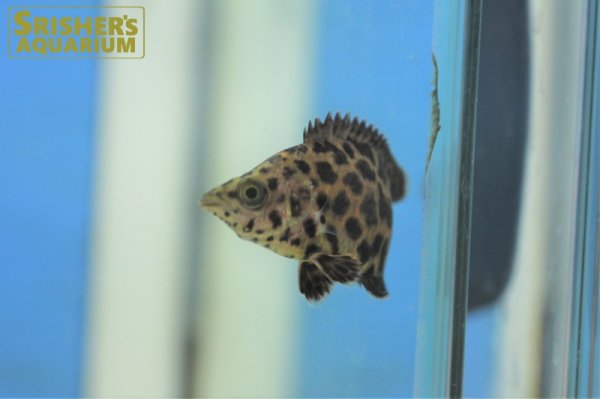 画像5: レオパードクテノポマ WILD (5)