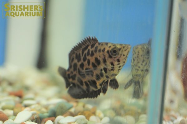 画像3: レオパードクテノポマ WILD (3)