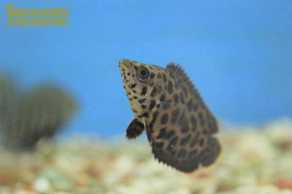 画像2: レオパードクテノポマ WILD (2)