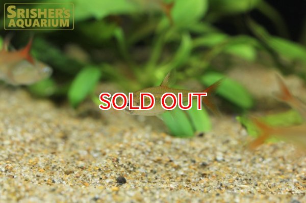 画像7: ラズベリーテトラ WILD "アルトアラグアイア" (7)