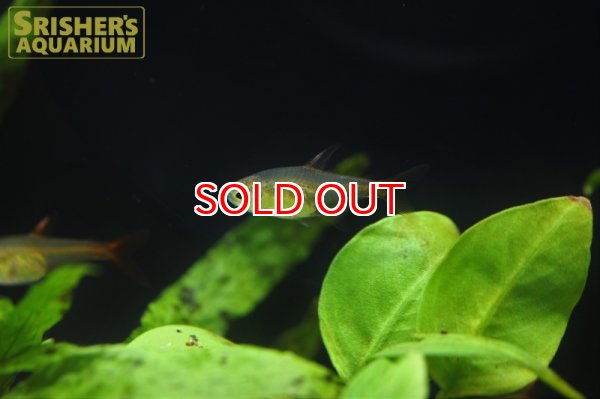 画像9: ラズベリーテトラ WILD "アルトアラグアイア" (9)