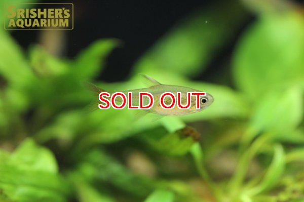 画像8: ラズベリーテトラ WILD "アルトアラグアイア" (8)