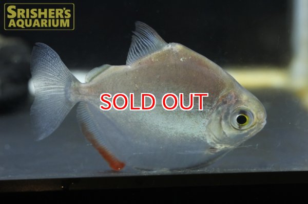 画像2: ビッグアイメチニス（リオブランコ） (2)