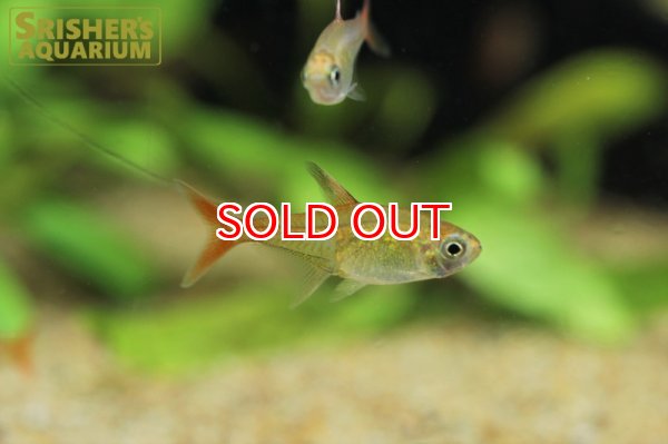 画像6: ラズベリーテトラ WILD "アルトアラグアイア" (6)