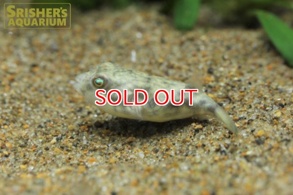 画像5: テトラオドン ファハカ (5)