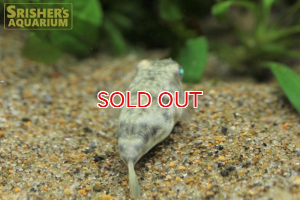 画像4: テトラオドン ファハカ (4)