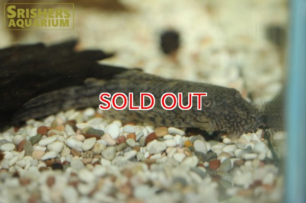 画像3: ハニーコームブッシー（M) (3)