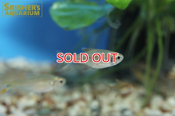 画像6: ハイフェソブリコン　ピアビンハス (6)