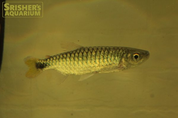 画像1: ブリキヌス　マクロレピドータ　 (1)