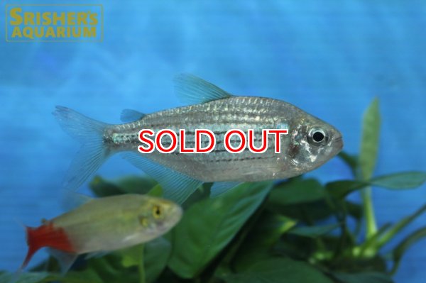 画像2: モンクホーシャ　シムラータ（L) (2)