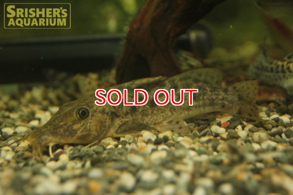 画像2: ナイジェリアオーネイトキャット (2)