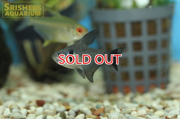 画像2: ブラックファントムテトラ（ブリード） (2)