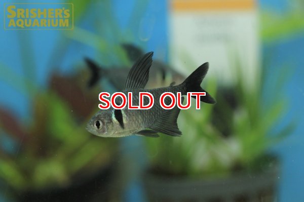 画像1: ブラックファントムテトラ（ブリード） (1)