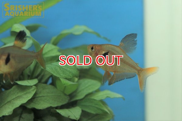 画像2: レッドファントムテトラ（ブリード） (2)