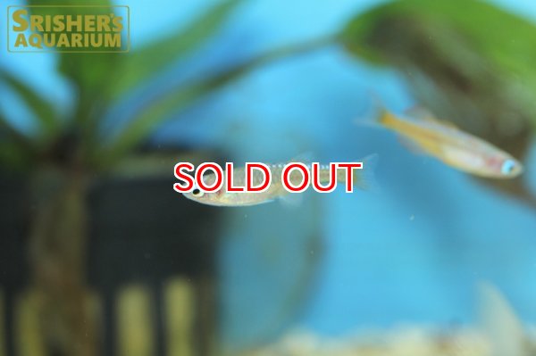 画像6: ファイヤーレッドレインボー (6)