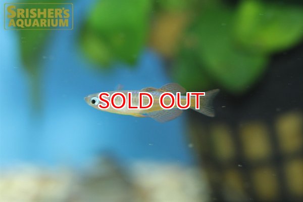 画像4: ファイヤーレッドレインボー (4)