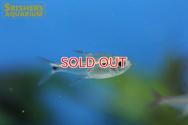 画像3: ハイフェソブリコンSP　ワジャガ　パープルライン (3)