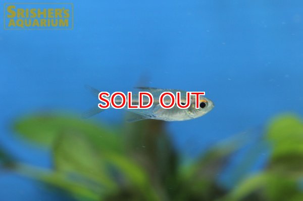 画像2: ハイフェソブリコンSP　ワジャガ　パープルライン (2)