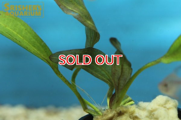 画像2: 水草 エキノドルス　ホレマニー　レッド AL（１ポット） (2)