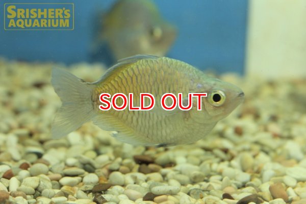 画像1: バルーンハーフオレンジレインボー (1)