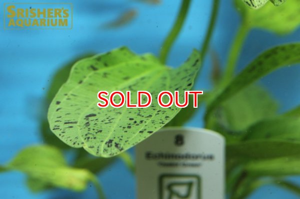 画像2: 水草 エキノドルス オゼロット グリーン TR（POT） (2)