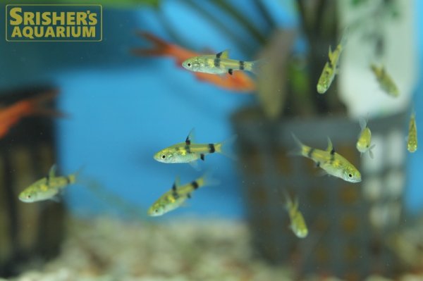 画像4: プンティウス　ゲリウス (4)