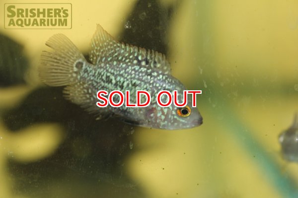 画像2: フラワーホーン (2)