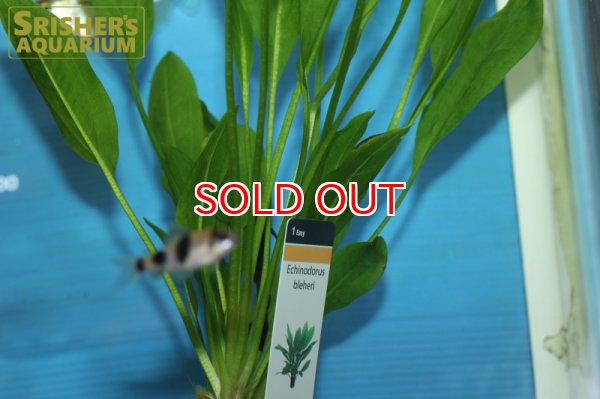 画像2: 水草 エキノドルス ブレヘリー AL（POT） (2)