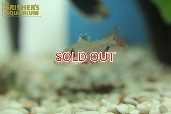 画像9: サーペ WILD (9)