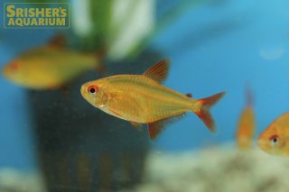 小型カラシンの仲間 - Characin-｜スリッシャーズ アクアリウム (Page 2)