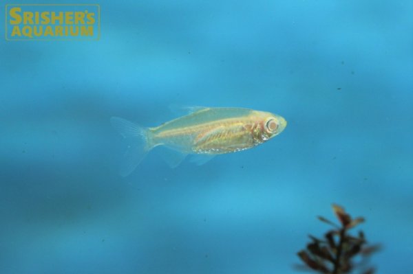 画像4: アルビノコンゴテトラ（SM) (4)