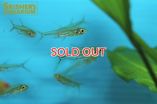 画像5: アドニステトラ　WILD (5)