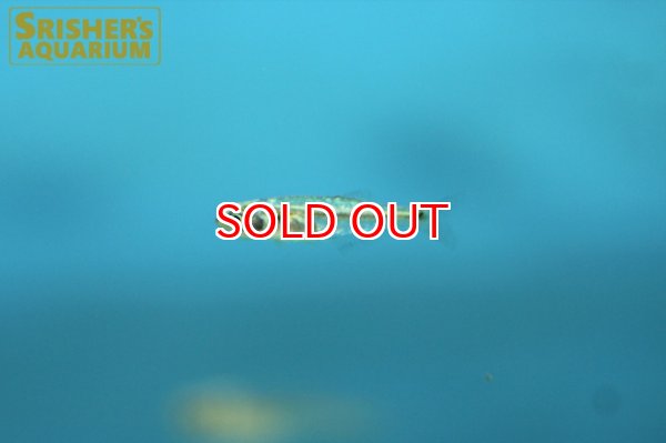 画像3: プラチナ・チトカラックス　アトポーダス (3)