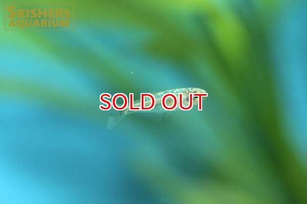 画像2: プラチナ・チトカラックス　アトポーダス (2)