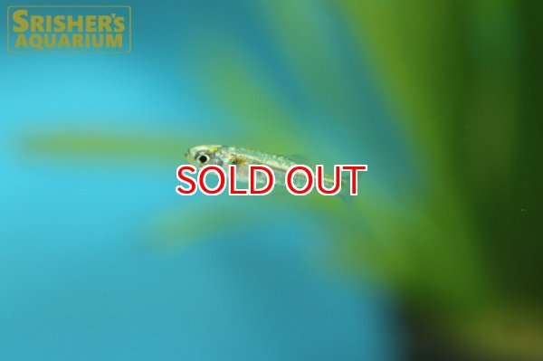 画像5: プラチナ・チトカラックス　アトポーダス (5)