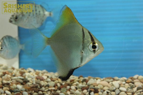 画像1: モノダクチルス (1)