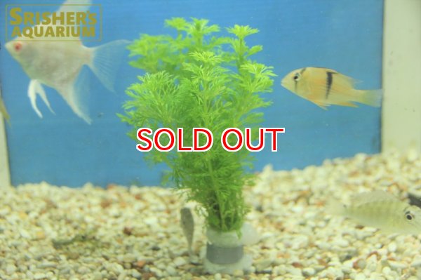 画像2: 水草 アンブリア（５本）  (2)