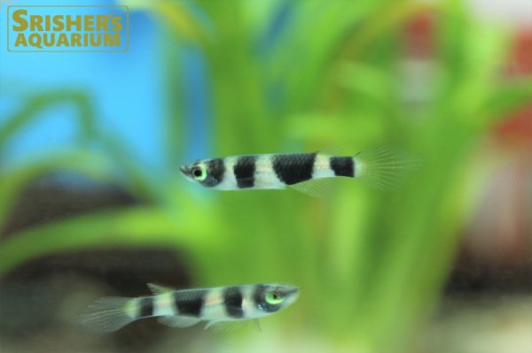 画像5: クラウンキリー（エピプラティス　アニュレータス） (5)