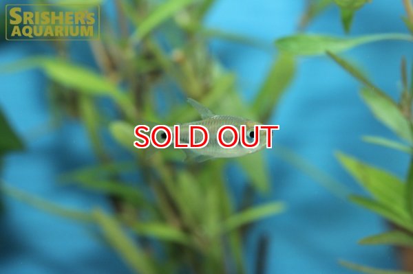 画像7: コギャルテトラ（ブリード） (7)