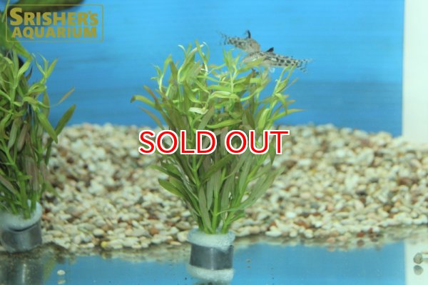 画像2: 水草 ロタラ レッドクロス 鉛巻 (2)