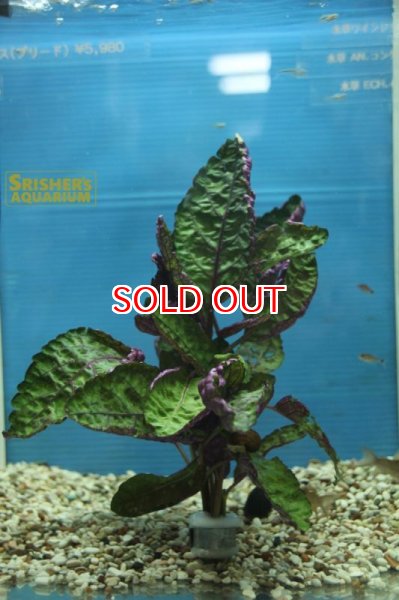 画像2: 水草 ワインレッドロベリア 鉛巻 (2)